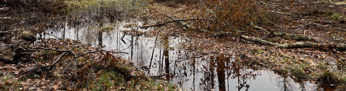 Vattenfyllt dike i skoglig miljö efter genomförd dikespluggning.